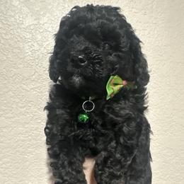 Noelle - Tri-color female Yorkipoo puppy in Apple Valley, California from Boujeepups