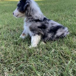 Miniature Australian Shepherd Puppies from Akasta Aussies