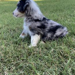 Miniature Australian Shepherd Puppies from Akasta Aussies