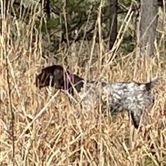 Olive - German Wirehaired Pointer