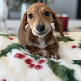 Tigress - Brindle female Dachshund puppy in Temecula, California from Naomi Magee's Dachshund Kennel