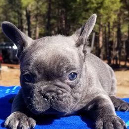 French Bulldogs from The Frenchie Revolution