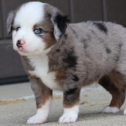 Jackson - Blue merle male Toy Australian Shepherd puppy in Laurel, Nebraska from 4C Toy Aussies