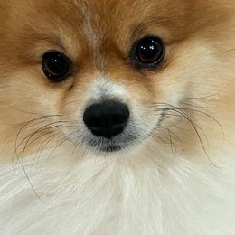 Rowdy - Pomeranian