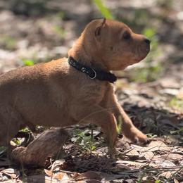 Oak - Fawn male Chinese Shar-Pei puppy in Lehigh Acres, Florida from Florida Wrinkles