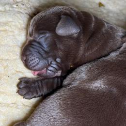 Blue Collar - Chocolate male Labrador Retriever puppy in Somerset, California from Cantina Labs and Cavs