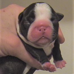 Boston Terrier Puppies from Oui Bostons