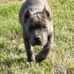 Torvi - Gray brindle female Cane Corso puppy in Briggs, Texas from Capital City Corso’s