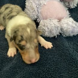 Eddie - Blue merle and white male Collie puppy in Yulee, Florida from Three Collie Farm