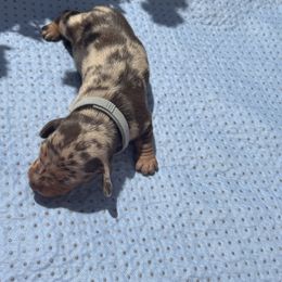 Dachshund Puppies from Golden Dachshunds