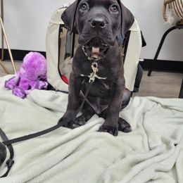Cane Corso Puppies from Venom Cane Corsos