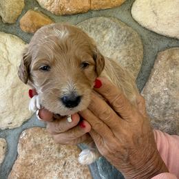 Dark Pink - Female - Cream female Goldendoodle puppy in Kent City, Michigan from Hannah Mae Doodles