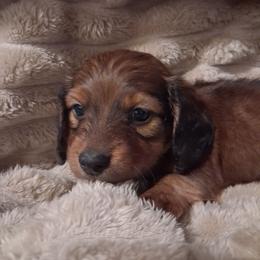 Frank (yellow) - Sable male Dachshund puppy in Martinsville, Indiana from Kary's Mini Doxie Kuddles