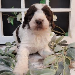 Aussiedoodle and Goldendoodle Puppies from Hunting Creek Kennels