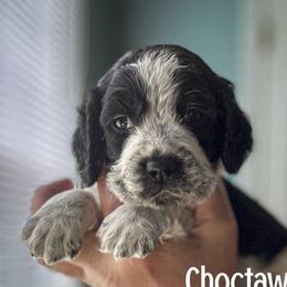 Choctaw - Black and white male English Springer Spaniel puppy in Yellville, Mississippi from Butterfield Trail Farm