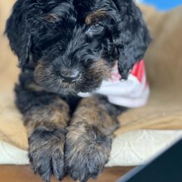 Dorthy - Phantom female Bernedoodle puppy in Wilkesboro, North Carolina from Bernedoodle Love Puppies