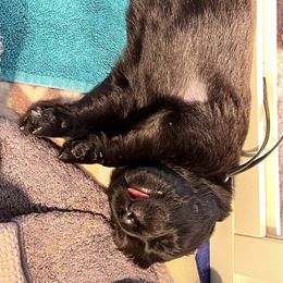 Newfoundland Puppies from Knallhart Kennels