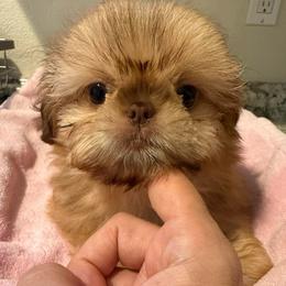 Ava - Liver female Shih Tzu puppy in Galveston, Texas from 🌗 New Moon Shih Tzu 🌗