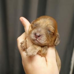 Willow - Dapple female Dachshund puppy in Pasco, Washington from G & G Kennel
