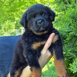 Grizzly - Black and mahogany male Rottweiler puppy in Cottage Grove, Oregon from Divine Rottweilers