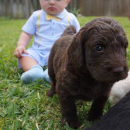 Goldendoodle and Bearded Retriever Puppies from Emma Lee Doodles