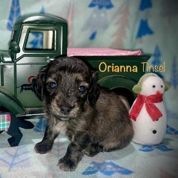 Orianna Tinsel - Cream female Dachshund puppy in Cadillac, Michigan from Winzig Ranch