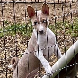 Basenji Puppies from Signet Kennels