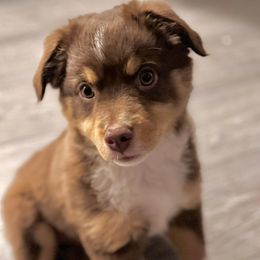 Miniature Australian Shepherds and Toy Australian Shepherds from Best Mini Aussies