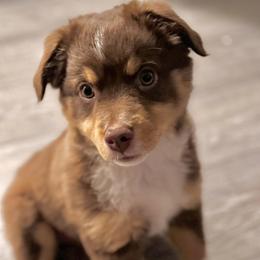 Miniature Australian Shepherds and Toy Australian Shepherds from Best Mini Aussies