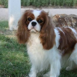 Tessa - Cavalier King Charles Spaniel