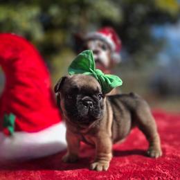 Purple collar girl Janey - Fawn female French Bulldog puppy in Polk City, Florida from Best Friend Frenchies, LLC