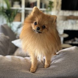 Mochi - Pomeranian
