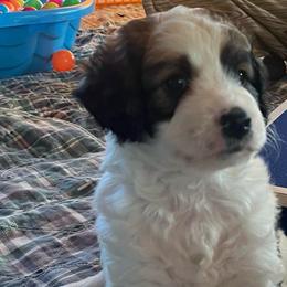 Dopey - Sable male Aussiedoodle puppy in Springfield, Missouri from Doodle Dandy Bernedoodles & Aussiedoodles