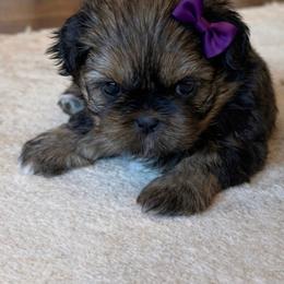 Shih Tzu Puppies from Furbourne Farms