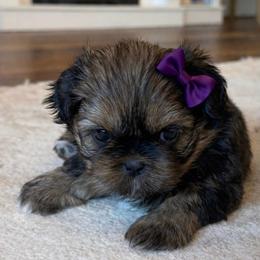 Shih Tzu Puppies from Furbourne Farms