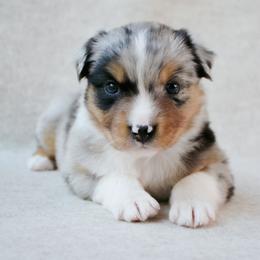 Skye - Blue merle female Australian Shepherd puppy in Aberdeen, North Carolina from Huckleberry Hill Aussies LLC.