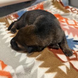 German Shepherd Puppies from Smithcoshepherds