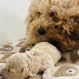 Cavapoo, Cockapoo, Goldendoodle, and Maltipoo Puppies from Perdue Puppies
