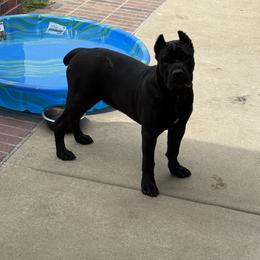 Cane Corso Puppies from Richline Kennel
