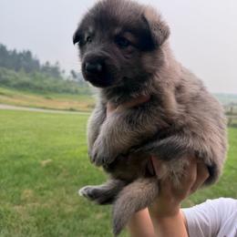 Wicket - Blue male German Shepherd puppy in Pennsylvania from Clear Ridge German Shepherds