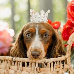 Dachshunds from Sierra Boyette