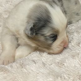 Australian Shepherd Puppies from Mullis Australian Shepherd