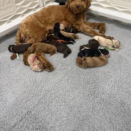 Australian Labradoodle Puppies from Golden Corner Labradoodles, LLC