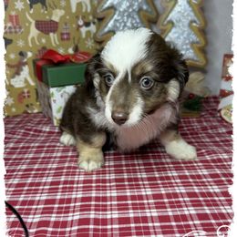 Girl 1 Aussie Doodle - Red female Miniature Australian Shepherd puppy in Pensacola, Florida from TNT MINI AUSSIES