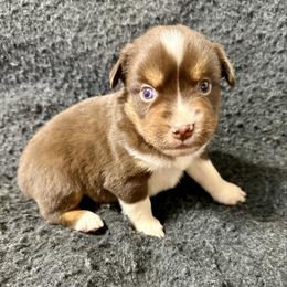 Dill - Red tri male Miniature Australian Shepherd puppy in Medical Lake, Washington from MAS Gone Rogue