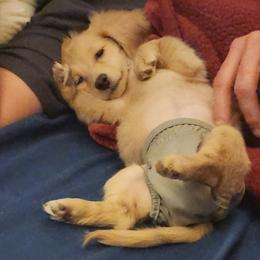 Dachshund Puppies from Davinner's Doxies