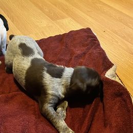 Girl 1 - Liver roan German Shorthaired Pointer puppy in Waller, Washington from MLC Kennel