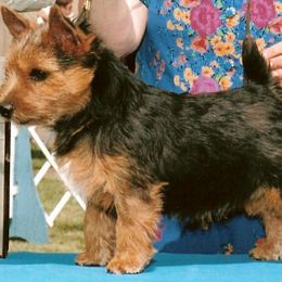 Norwich Terrier All Grown Up from Janora