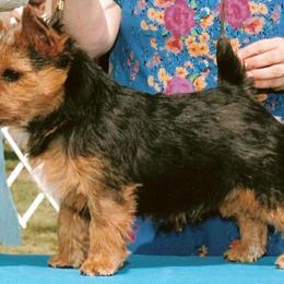Norwich Terrier All Grown Up from Janora