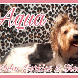 Aqua - Black tan and white Biewer Terrier puppy in Yelm, Washington from Yelm Biewers